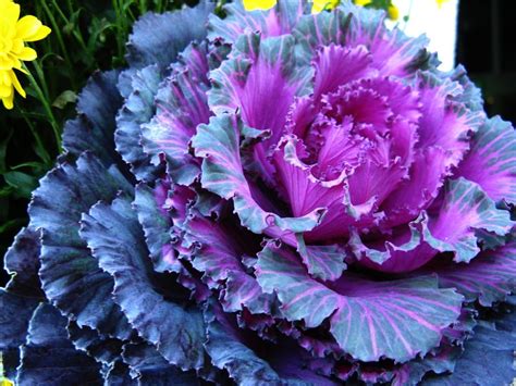Ornamental Kale | Flowers That Grow in the Fall | POPSUGAR Home Photo 6