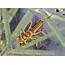 Aquatic Insects Of Central Virginia The Rapidan River That 