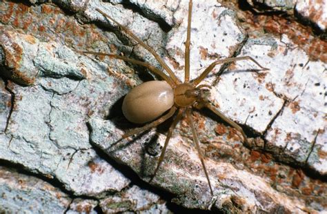 Common Spiders — Texas Insect Identification Tools