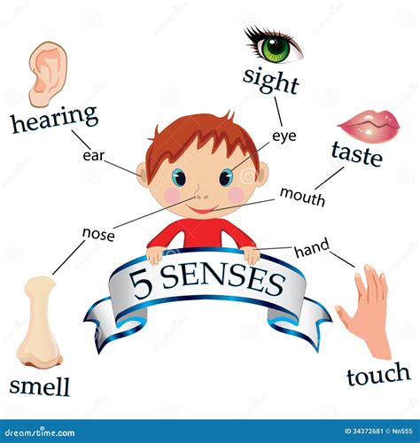 5 Senses Stock Vector Image Of Design Look Icon Graphic 34372681