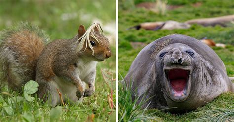 15 Of The Best Entries For The Comedy Wildlife Photo