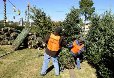 Costa Farms Living Pine Tree 6 in. Norfolk Island Red ...
