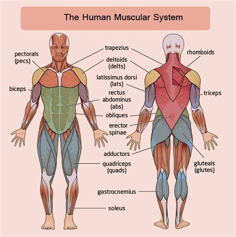Labelled Muscular System Front And Back Diagram Of Human Muscles