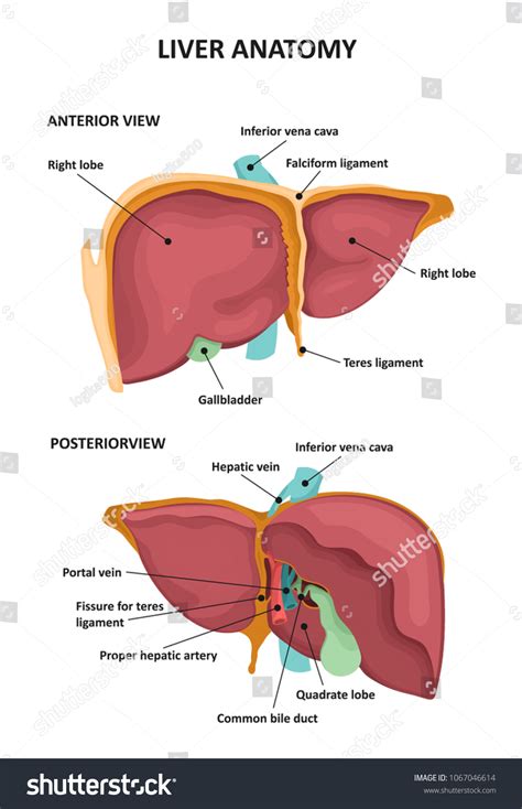 Human Liver Anatomy Stock Vector Royalty Free 1067046614 Shutterstock