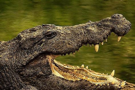 Caiman Alligator Crocodile Difference