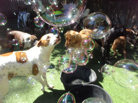 Wholesale Dog Bubbles Bubbles For Dogs Bubbletasticdogbubbles
