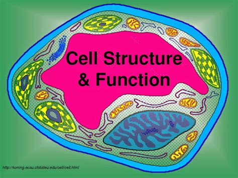 Eroticartisandesigns Cell Structure And Function Class 8 Ppt