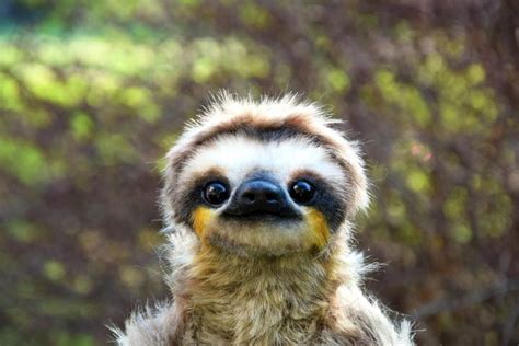 Sloth Etsy Weird Animals Sloth Cute Baby Sloths