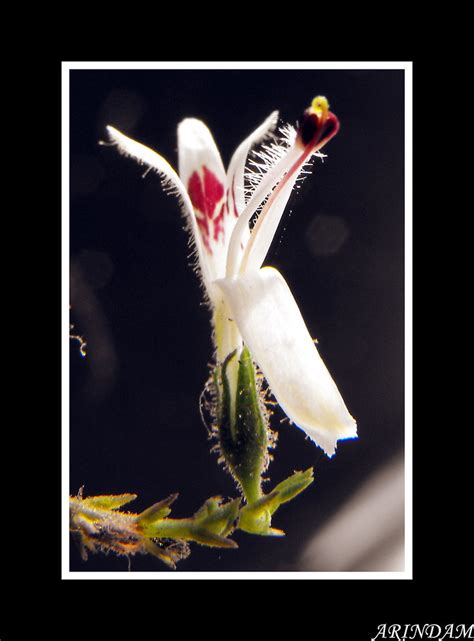 Poolsup n, suthisisang c, prathanturarug s, et al. Flower : Andrographis paniculata | Andrographis paniculata ...