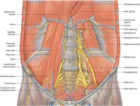 Clipart Of Anterior View Of Abdominal Cavity Skin And Musles Of My Xxx Hot Girl