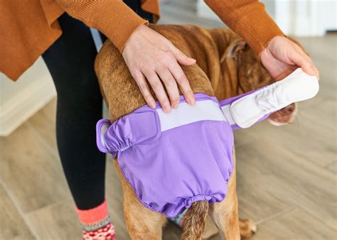 Extendrs® For Washable Cat And Dog Diapers And Dog Belly Bands