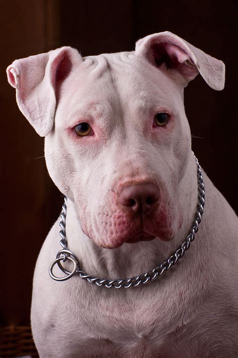 American Pit Bull Terrier — Wikipédia