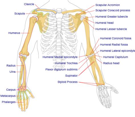 Scapula, either of two large bones of the shoulder girdle in vertebrates. File:Human arm bones diagram.svg - Wikipedia