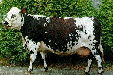 Normande Cow | Cow calf