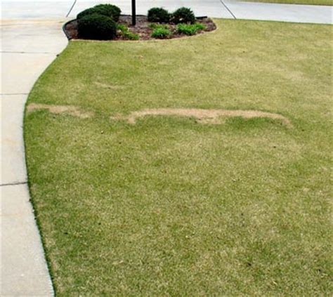 Generally, c3 (cool season) grasses such as tall fescue, bluegrass, or rye grass ought not to be dethatched because damage to the crown, which is the growing point, always happens. Fairy Ring - In Zoysia | Walter Reeves: The Georgia Gardener