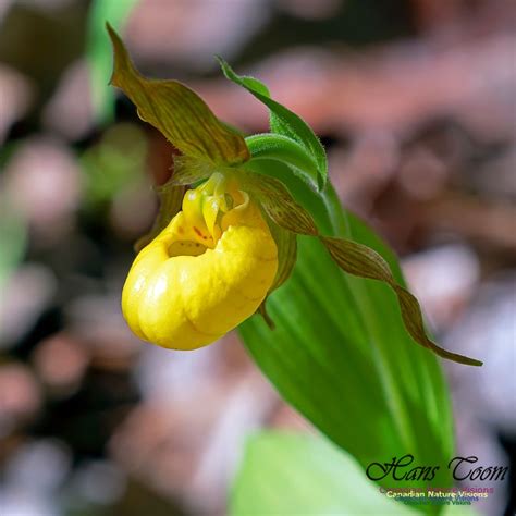 Early Orchids Of Nova Scotia Lady Slipper Orchid Orchids Scotia