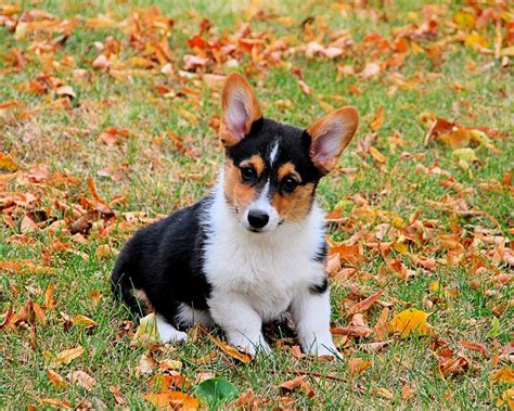 Sweet clothes a charming smile and of course an adorable corgi the corgi is one of the cutest dogs on the earth. The 30 Cutest Corgi Puppies of All Time - Best Photography, Art, Landscapes and Animal Photography