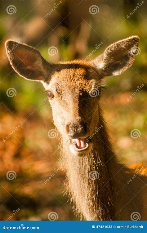 The Laughing Deer Stock Image Image Of Joke Graze Approach 47421033