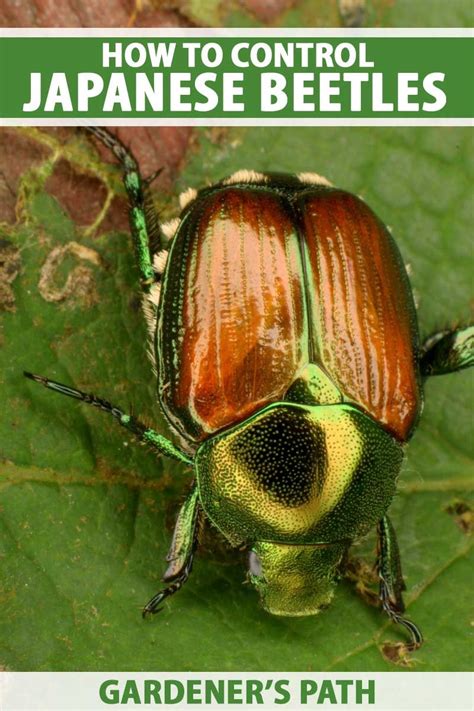 Battling Japanese Beetles Tips For Banning Them From The Garden Artofit