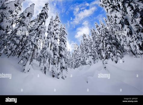 Beautiful Winter Wonderland Scene With Snow Covered Evergreen Trees In