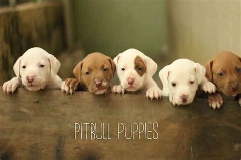 Best food for pitbull puppies. Best Dog Food For Pitbulls Ultimate Guides | Mom Love Pets