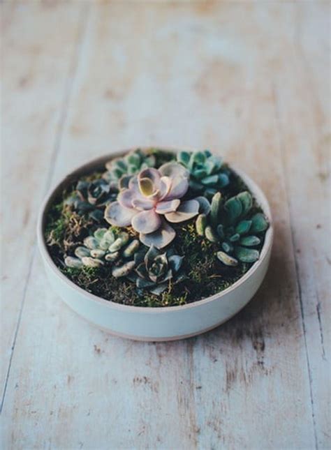 Planting Succulents In Containers Without Drainage Mitcityfarm