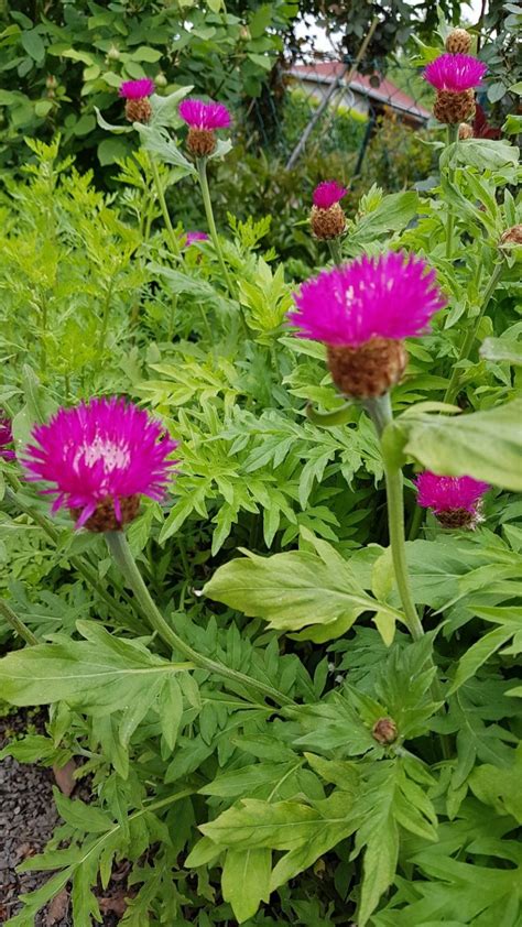 Check spelling or type a new query. Flockenblume - eine wilde Schönheit
