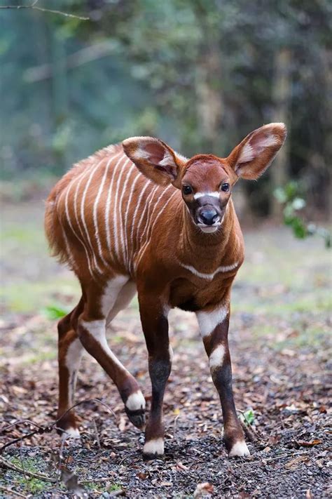 Dublin Zoo Staff Welcomed 40 New Arrivals In Remarkable 2017 Irish
