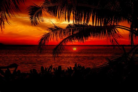 Two Palm Trees Silhouette On Sunset Tropical Beach Stock Image Image