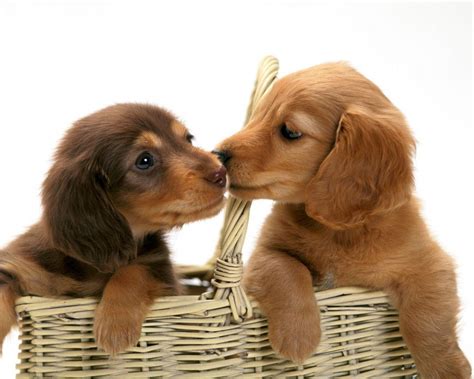 There are no other oral or implied guarantees not contained in this agreement and are hereby excluded. Dachshund Puppies For Sale | Texas City, TX #222572