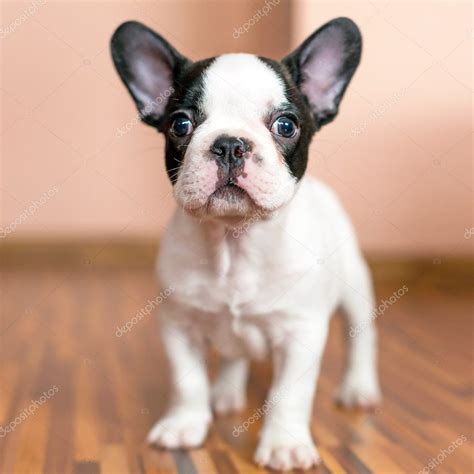 French Bulldog Puppy — Stock Photo © Patrykkosmider 25668023