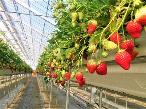 Yamamoto Strawberry Farm Japan Fruits Information On Fruit And Fruit Picking Activities In Japan