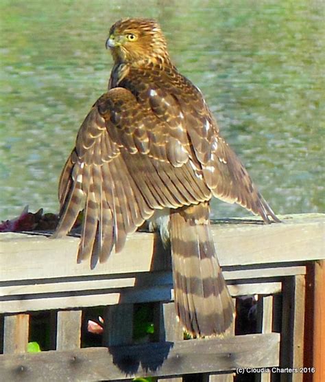 Comfort Spiral Marsh Hawk