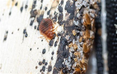 Blog How Dangerous Is It To Have Bed Bugs In My Dallas Home