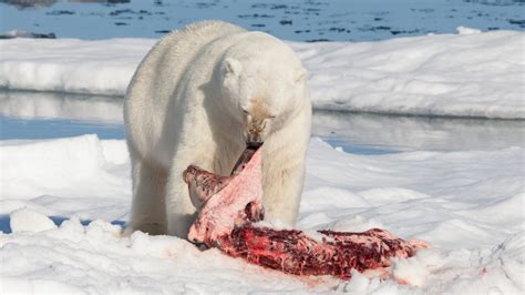 Do Polar Bears Eat Penguins Why Don T Polar Bears Eat Penguins