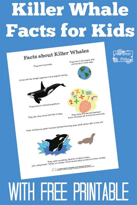Killer Whale Facts For Kids Whale Facts For Kids Facts For Kids