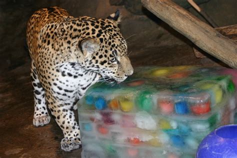The Milwaukee County Zoo Celebrated The 1st Birthday Of Their Jaguar