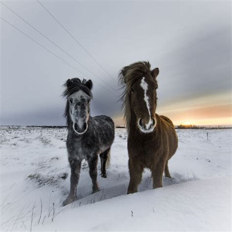 Portrait Of Two Icelandic Horses Photo By Johann Smari Karlsson