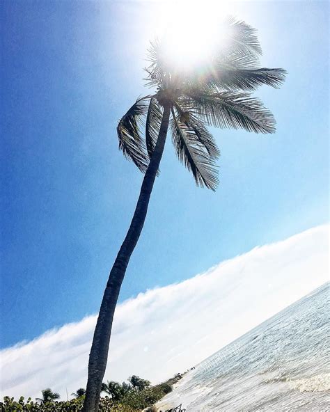 Also regarding potential rh lots. Peace * Love * Palm Trees ~ leaning palm tree on Sanibel's west end #peace #love #palmtree Have ...