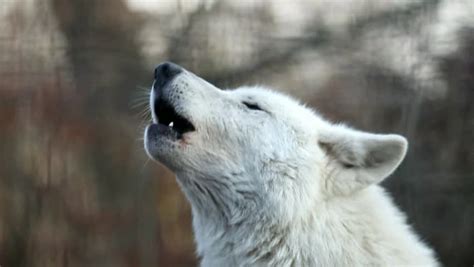 Howling White Wolf Stock Footage Video 100 Royalty Free 23466313