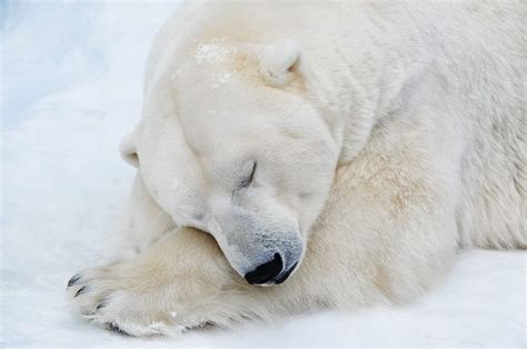 Spavaju Li Polarni Medvjedi Zimski San Zastita Prirodehr
