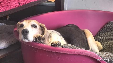 Old Friends Senior Dog Sanctuary Weekly Update 628 By