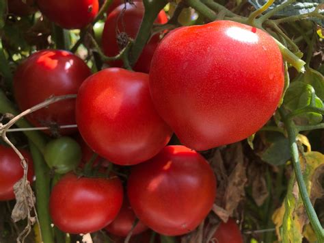 Organic Beefsteak Tomato Plant Solanum Lycopersicum Seeds Etsy