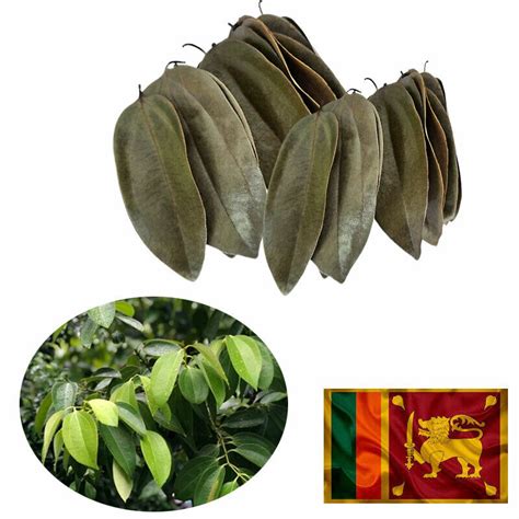 100 Pure And Organic Sun Dried Cinnamon Leaves From Sri Lankan 60