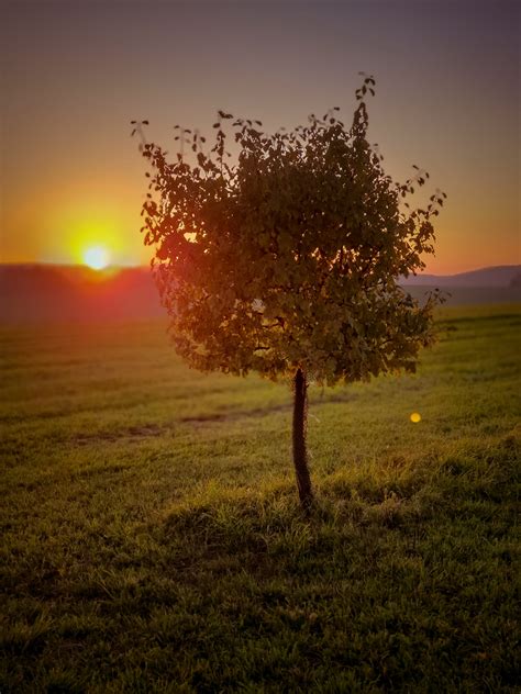 Tree At Sunset Free Stock Photo Public Domain Pictures