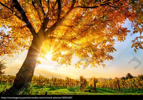 Schöner Baum Auf Weingarten Im Herbst Mit Sonne Und Lizenzfreies Bild