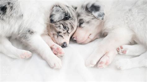 Desktop Wallpaper Australian Shepherd Puppy Dog Sleeping Hd Image