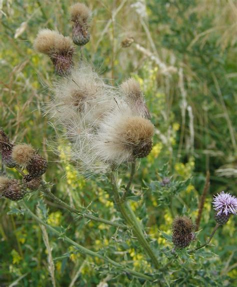 How To Kill Thistles Permanently Uk With Weed Killer Or By Hand