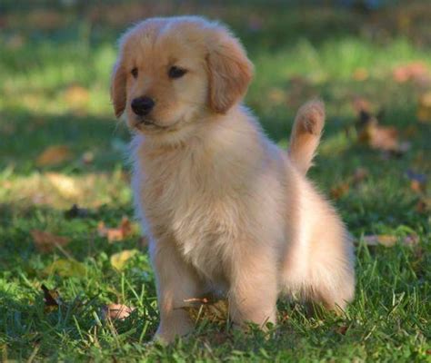 She takes a little while to get use to you. Gorgeous AKC Golden Retriever Pup-10 weeks old for Sale in Easley, South Carolina Classified ...
