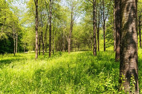 무료 사진 숲 잎 푸른 잔디 조 경 환경 나무 여름 나무 자연